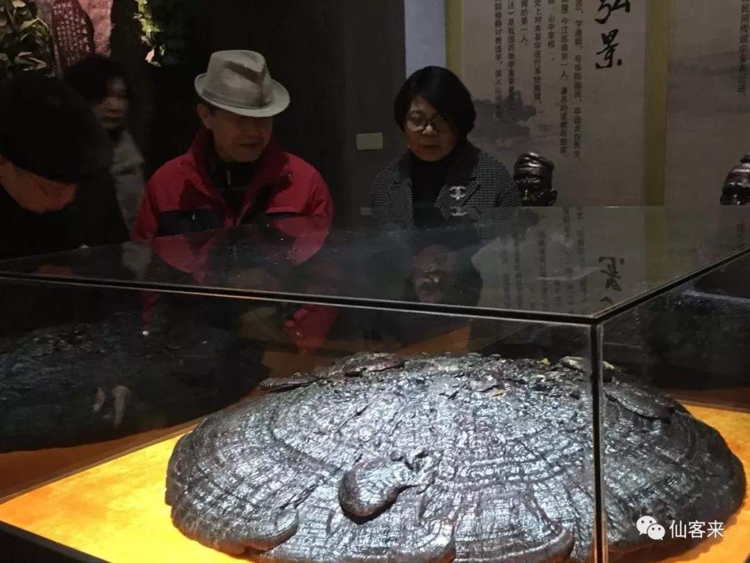 中國靈芝十大品牌|仙客來靈芝|仙客來靈芝破壁孢子粉|仙客來孢子油|仙客來靈芝飲片|仙客來破壁孢子粉|仙客來靈芝中藥飲片|馳名商標(biāo)|clgj56.com.cn|
