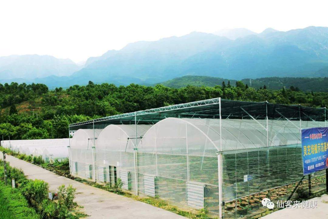 中國靈芝十大品牌|仙客來靈芝|仙客來靈芝破壁孢子粉|仙客來孢子油|仙客來靈芝飲片|仙客來破壁孢子粉|仙客來靈芝中藥飲片|馳名商標(biāo)|clgj56.com.cn|
