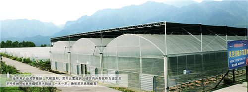 中國靈芝十大品牌|仙客來靈芝|仙客來靈芝破壁孢子粉|仙客來孢子油|仙客來靈芝飲片|仙客來破壁孢子粉|仙客來靈芝中藥飲片|馳名商標|clgj56.com.cn|