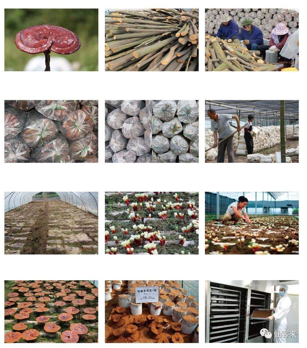 中國(guó)靈芝十大品牌|仙客來(lái)靈芝|仙客來(lái)靈芝破壁孢子粉|仙客來(lái)孢子油|仙客來(lái)靈芝飲片|仙客來(lái)破壁孢子粉|仙客來(lái)靈芝中藥飲片|馳名商標(biāo)|clgj56.com.cn|