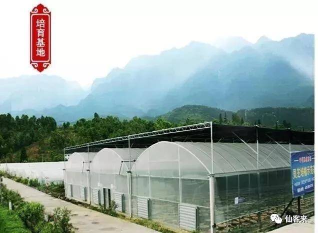 中國靈芝十大品牌|仙客來靈芝|仙客來靈芝破壁孢子粉|仙客來孢子油|仙客來靈芝飲片|仙客來破壁孢子粉|仙客來靈芝中藥飲片|馳名商標|clgj56.com.cn|