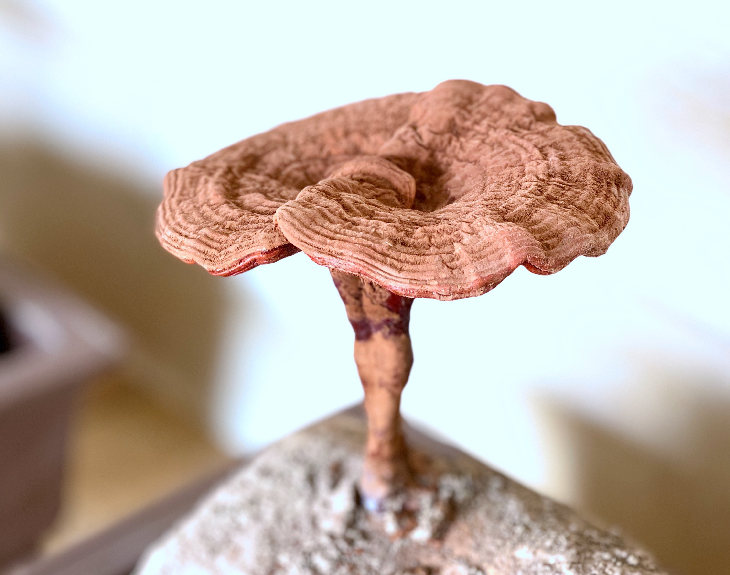 杭州亞運會官方靈芝產(chǎn)品供應(yīng)商|杭州亞運會官方供應(yīng)商|中國靈芝十大品牌|仙客來靈芝|仙客來靈芝破壁孢子粉|仙客來孢子油|仙客來靈芝飲片|仙客來破壁孢子粉|靈芝孢子油|孢子粉|靈芝破壁孢子粉|靈芝|中華老字號 杭州亞運會官方靈芝產(chǎn)品供應(yīng)商|杭州亞運會官方供應(yīng)商|中國靈芝十大品牌|仙客來靈芝|仙客來靈芝破壁孢子粉|仙客來孢子油|仙客來靈芝飲片|仙客來破壁孢子粉|靈芝孢子油|孢子粉|靈芝破壁孢子粉|靈芝|中華老字號