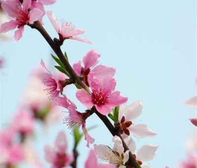 清明小長(zhǎng)假謹(jǐn)防疫情！健康長(zhǎng)壽請(qǐng)謹(jǐn)記這“三個(gè)字”