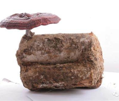 2020全國兩會特別報(bào)道：關(guān)于新冠疫情，看名醫(yī)、人大代表和政協(xié)委員如何說？