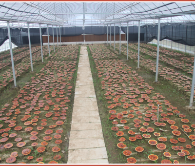 “仙客來”又一項(xiàng)產(chǎn)品榮獲全國發(fā)明展覽會(huì)“金獎(jiǎng)”