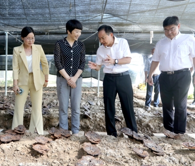 江西省委常委、宣傳部部長盧小青深入廬山市通書院村靈芝基地調(diào)研